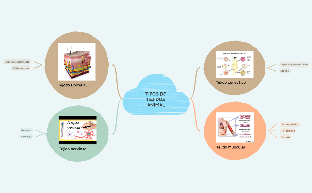 TIPOS DE TEJIDOS ANIMAL