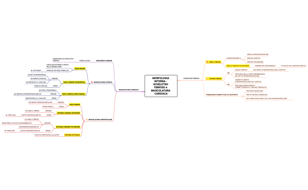 MORFOLOGIA INTERNA - SCHELETRO FIBROSO