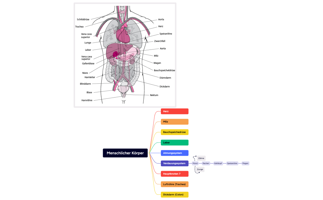 Menschlicher Körper