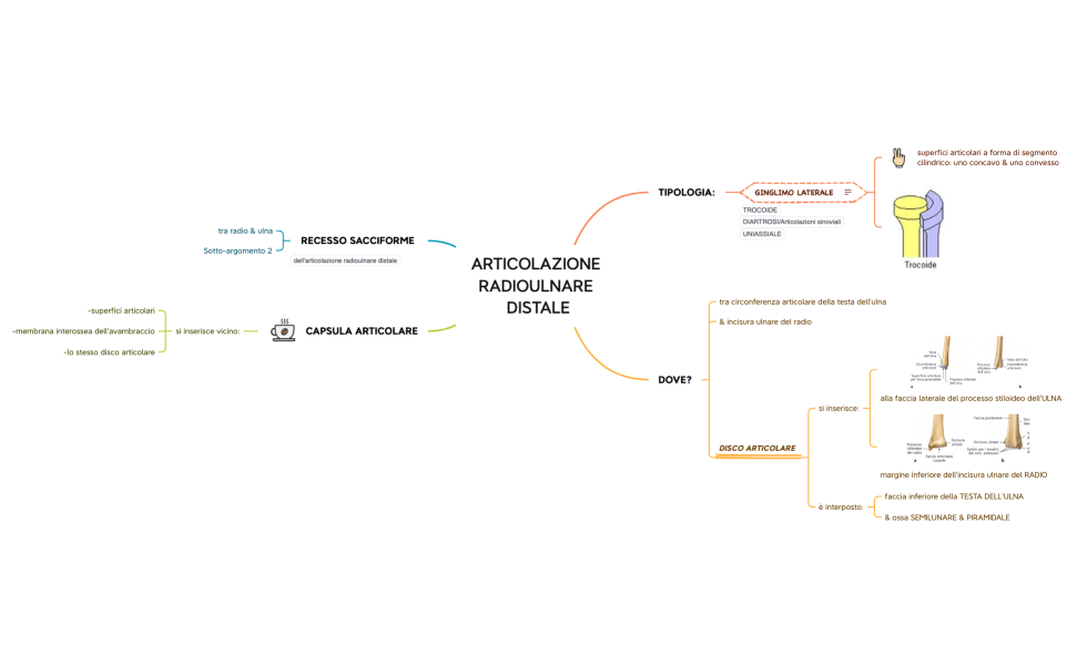 ARTICOLAZIONE RADIOULNARE DISTALE
