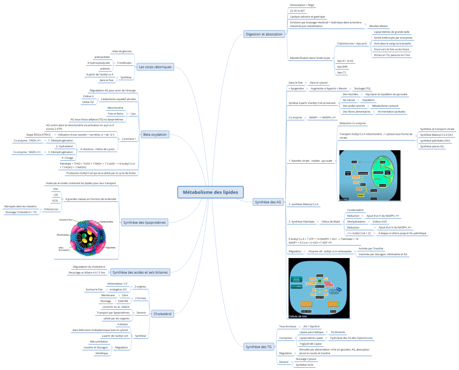 Métabolisme des lipides