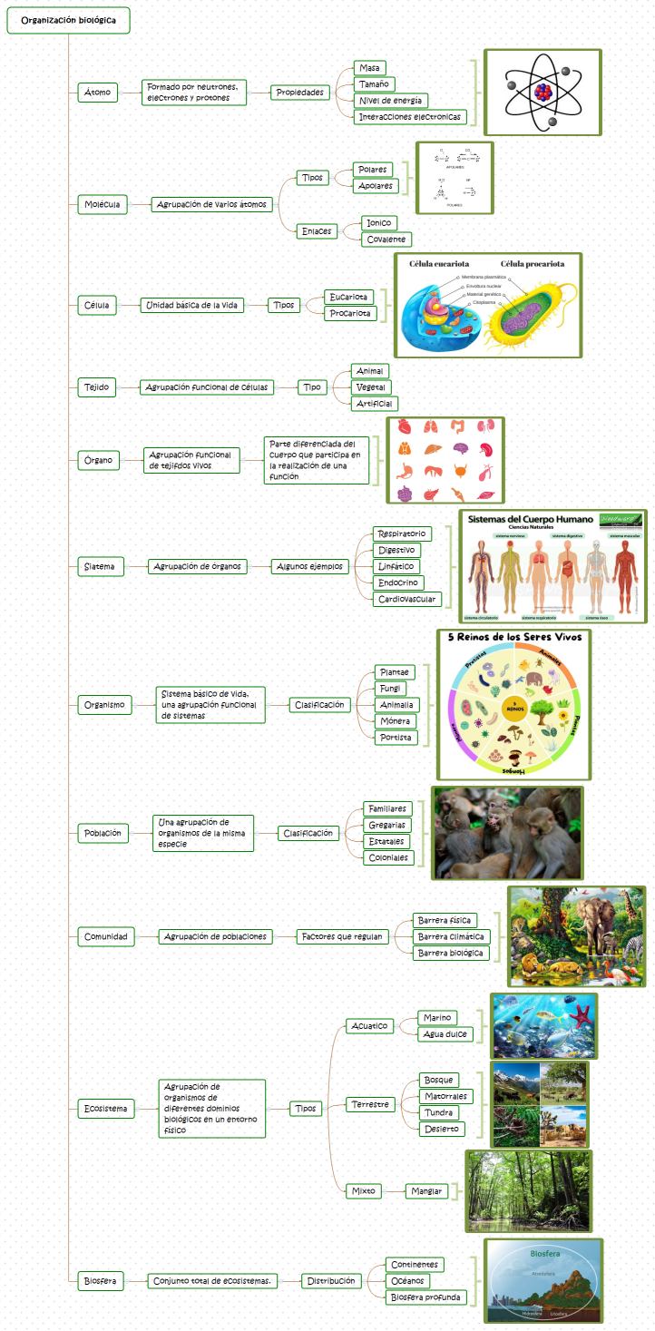 Organización biológica