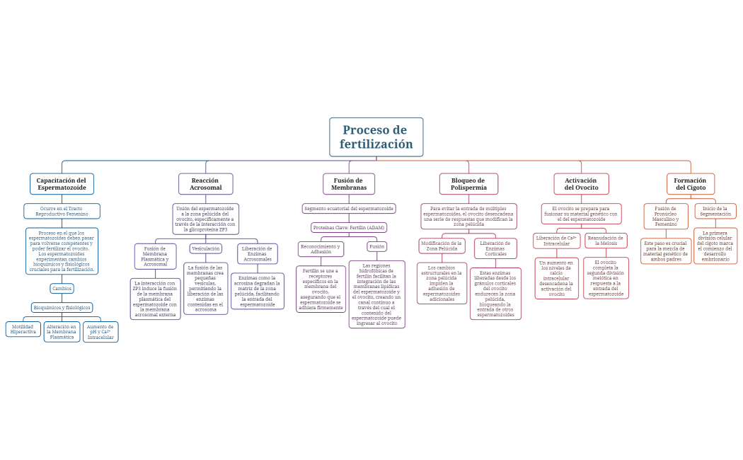 Proceso de fertilización
