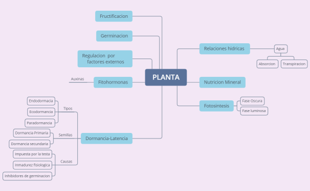 PLANTA